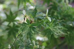 green leaves with white flowers in the background