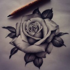 a drawing of a rose with leaves and a feather on it's back side