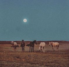 four horses standing in a field with the moon behind them