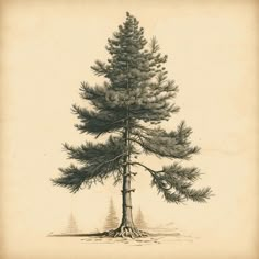 a drawing of a pine tree with its roots in the ground and two trees on each side