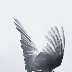 a large white bird flying through the air