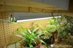 several potted plants sit on a table in front of a wall with pegs