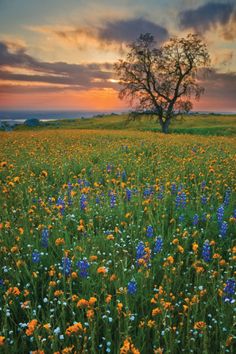 a field full of wildflowers with a tree in the background