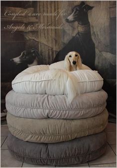 a white dog laying on top of pillows in front of a wall with a painting