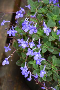 blue flowers are growing in a pot on the ground