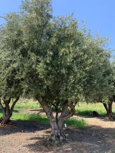 an olive tree with lots of green leaves in the middle of a dirt area near grass and trees