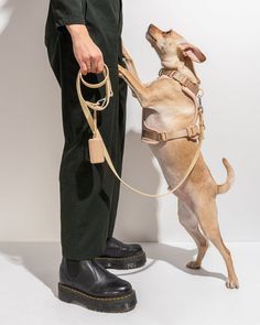 a dog on a leash being held by a man in black pants and brown boots