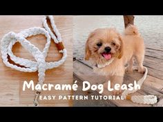 a small brown dog standing on top of a wooden floor next to a white leash