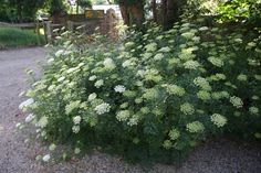 some white flowers are growing on the side of a road