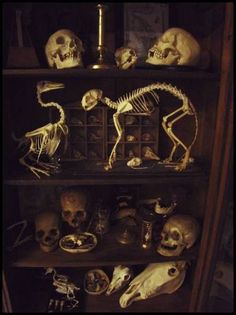 a shelf filled with lots of skulls and bones on top of eachother's shelves