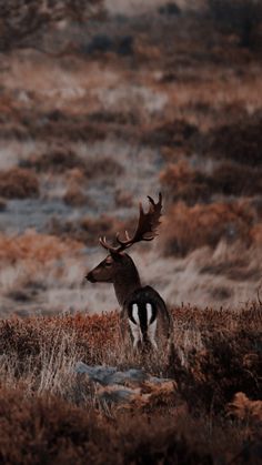 a deer standing on top of a dry grass covered field next to tall brown bushes