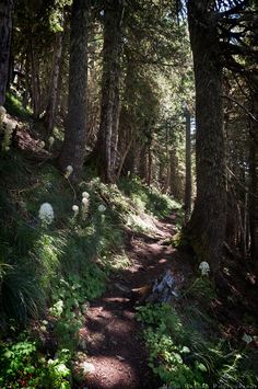 a trail in the woods with lots of trees