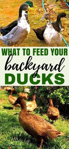 what to feed your backyard ducks and how to keep them from pecking in the yard