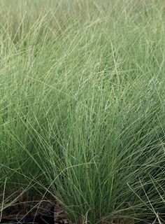 some very pretty green grass by the water