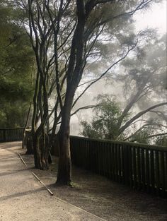 the road is lined with trees on both sides and fog in the air behind them