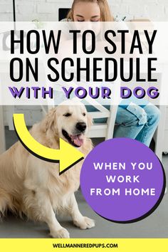 a woman sitting at a table with her dog and text overlay how to stay on schedule with your dog when you work from home