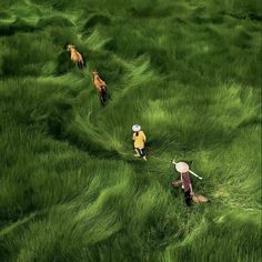 two people are walking through the grass with horses