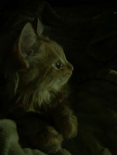 an orange cat sitting on top of a bed next to a stuffed animal toy in the dark