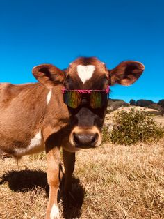 a brown cow wearing sunglasses standing on top of a dry grass field