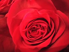 two red roses are shown in close up