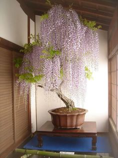 a large potted plant sitting on top of a wooden table next to a window