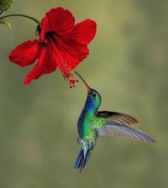 a hummingbird feeding from a red flower with its beak open and wings extended to the side