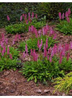 some purple flowers are growing in the dirt