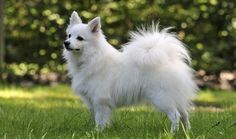 a small white dog standing on top of a lush green field