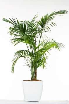 a potted plant sitting on top of a white table next to a window sill