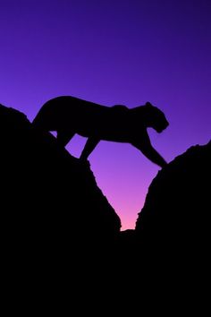 the silhouette of a cheetah is shown against a purple sky