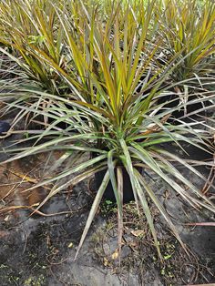 some very pretty looking plants in the dirt