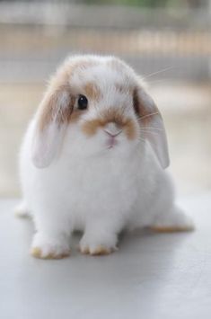 a small white and brown rabbit sitting on top of a table