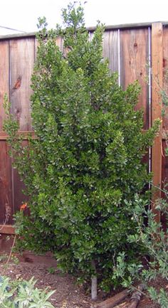 a small green tree in front of a wooden fence