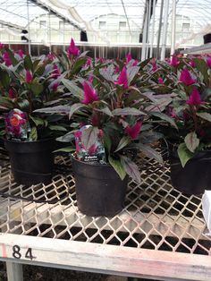 purple flowers are growing in black pots on a metal grate at a garden center