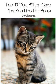 a small kitten sitting on top of a floor next to the words top 10 new kitten care tips you need to know