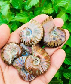 a person is holding five seashells in their hand and green plants behind them