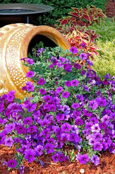 purple flowers are blooming in the garden next to a potted planter and birdbath