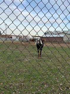 a dog is running through the grass behind a chain link fence with buildings in the background