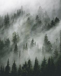 fog in the forest with pine trees and evergreens