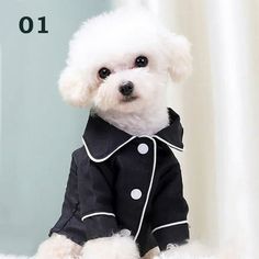 a small white dog wearing a black coat