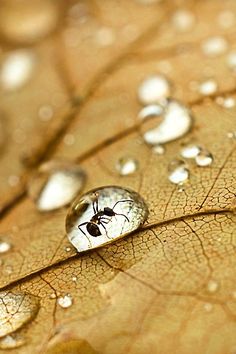 water droplets on a leaf with drops of dew