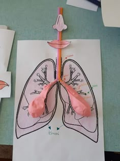 a drawing of the lungs is displayed on a piece of paper with colored pencils