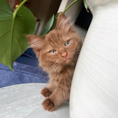 a small orange kitten peeking out from behind a white couch with a green plant in it's mouth