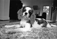 a black and white photo of a dog laying on the floor