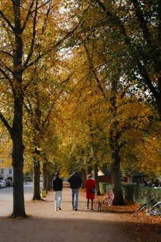 two people walking down a tree lined path in the fall with their dog on a leash