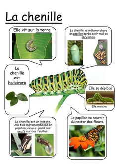 the life cycle of a butterfly with pictures and captions in french, including an image of