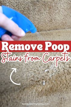 remove poop stains from carpets with the help of a hand and blue duster