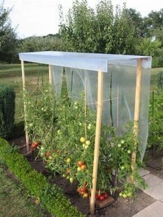 an outdoor garden with tomatoes and other plants