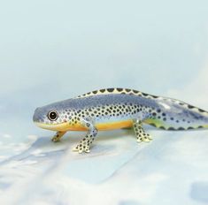 a small gecko sitting on top of snow covered ground