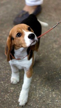 a small beagle dog is on a leash